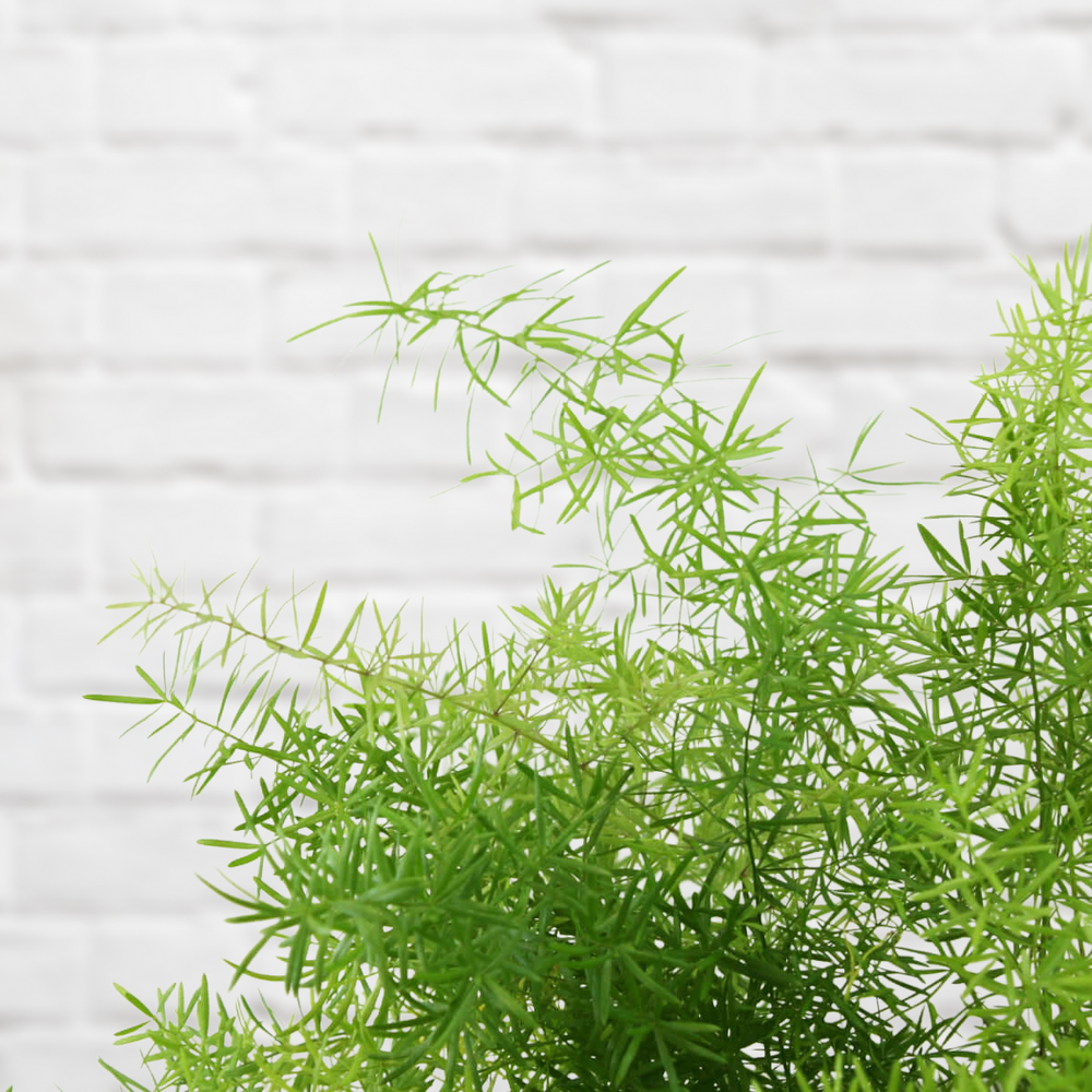 Asparagus Fern - Shop Online!