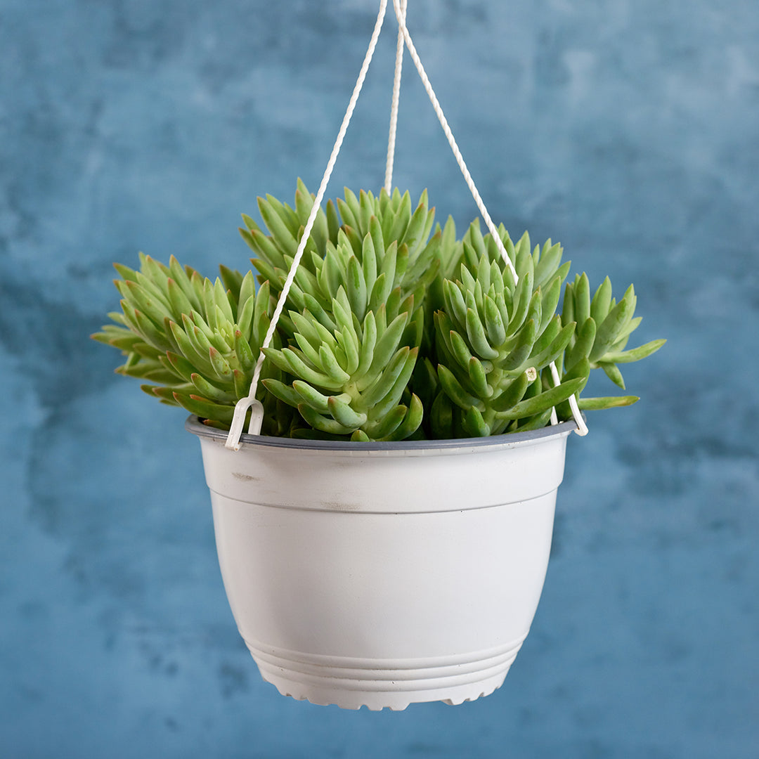 Donkey's Tail - Magnum - Shop Online!