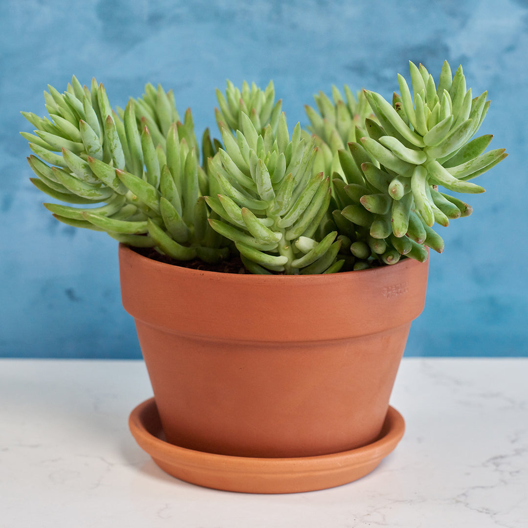 Donkey's Tail - Magnum - Shop Online!