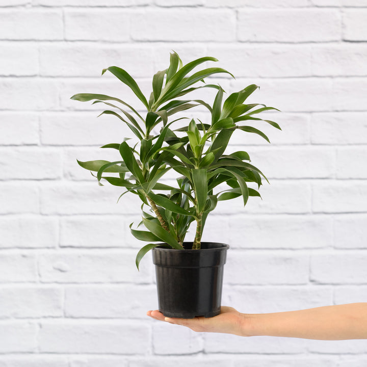 Dragon Tree - Reflexa - Shop Online!