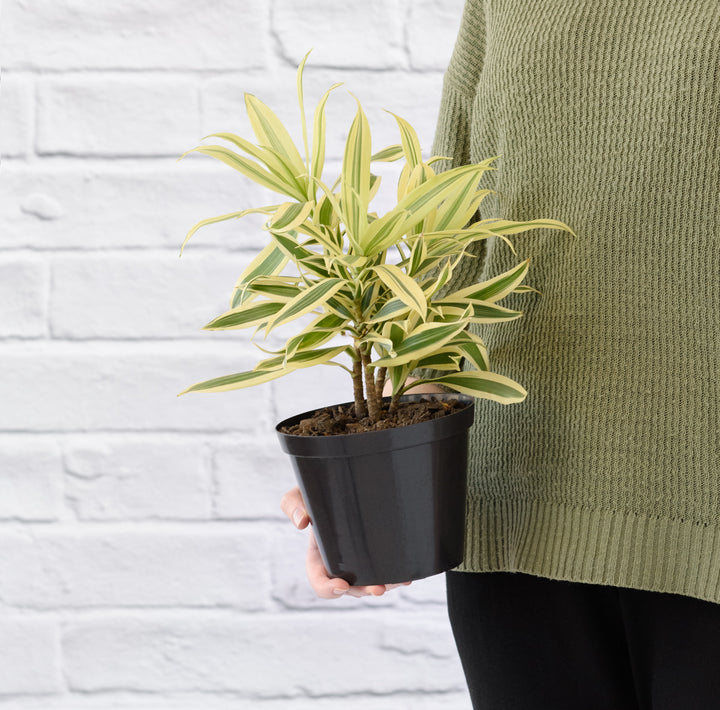 Dragon Tree - Song of India - Shop Online!