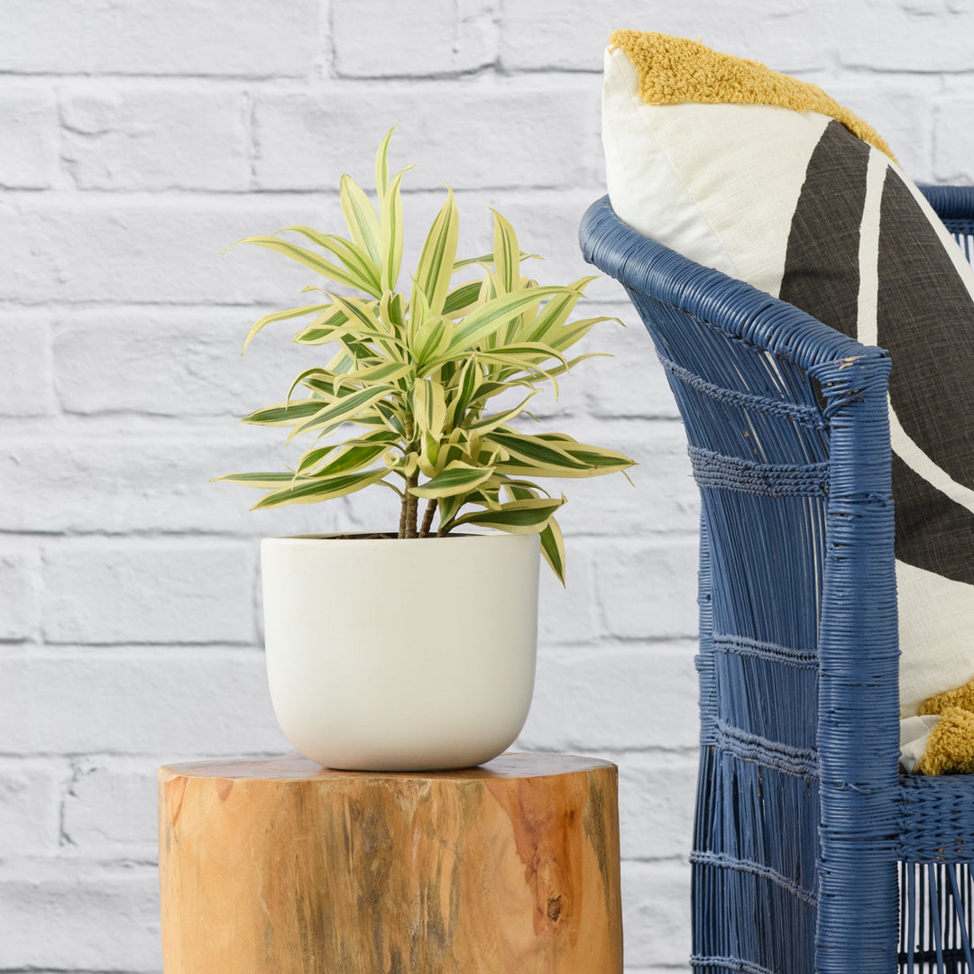 Dragon Tree - Song of India - Shop Online!