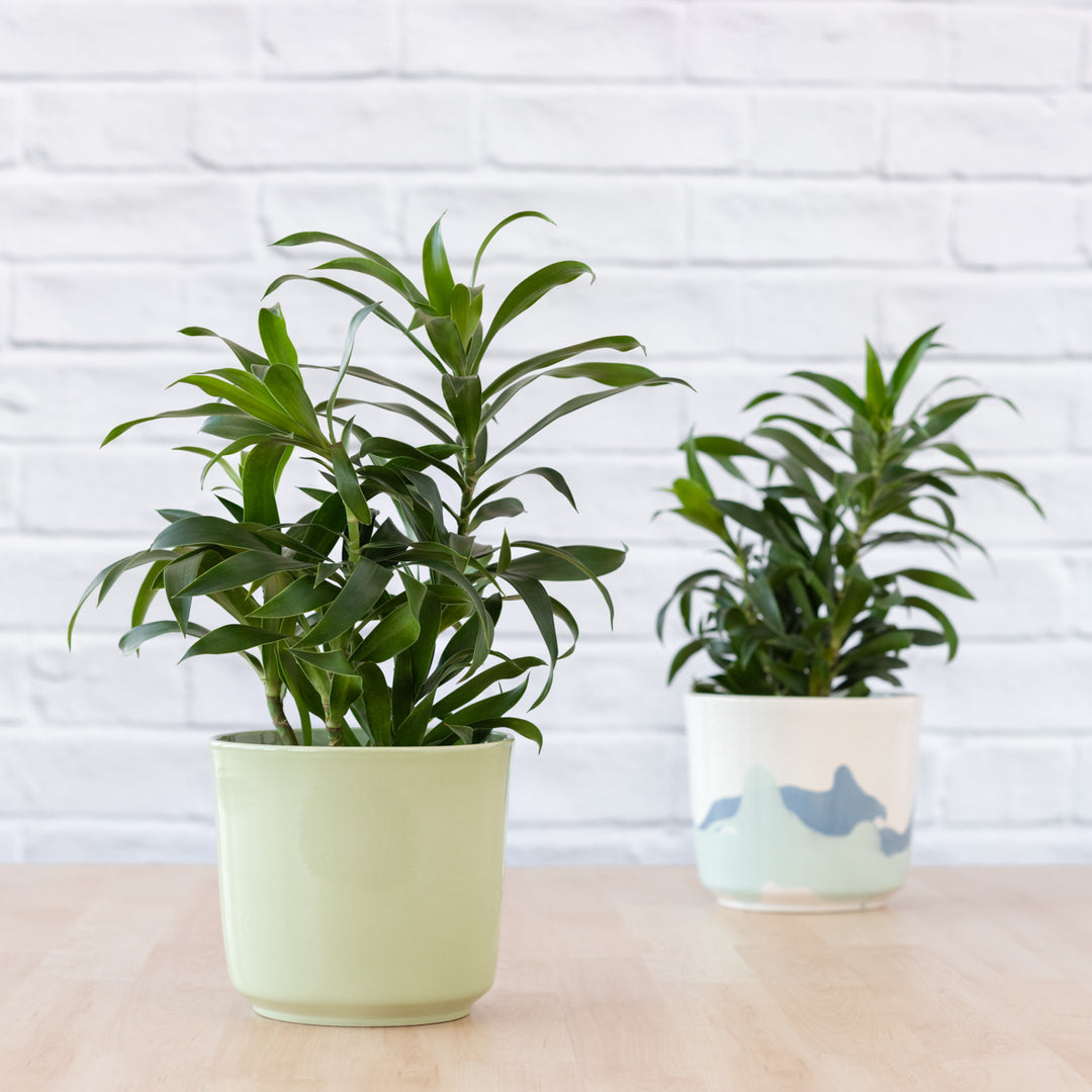 Dragon Tree - Reflexa - Shop Online!