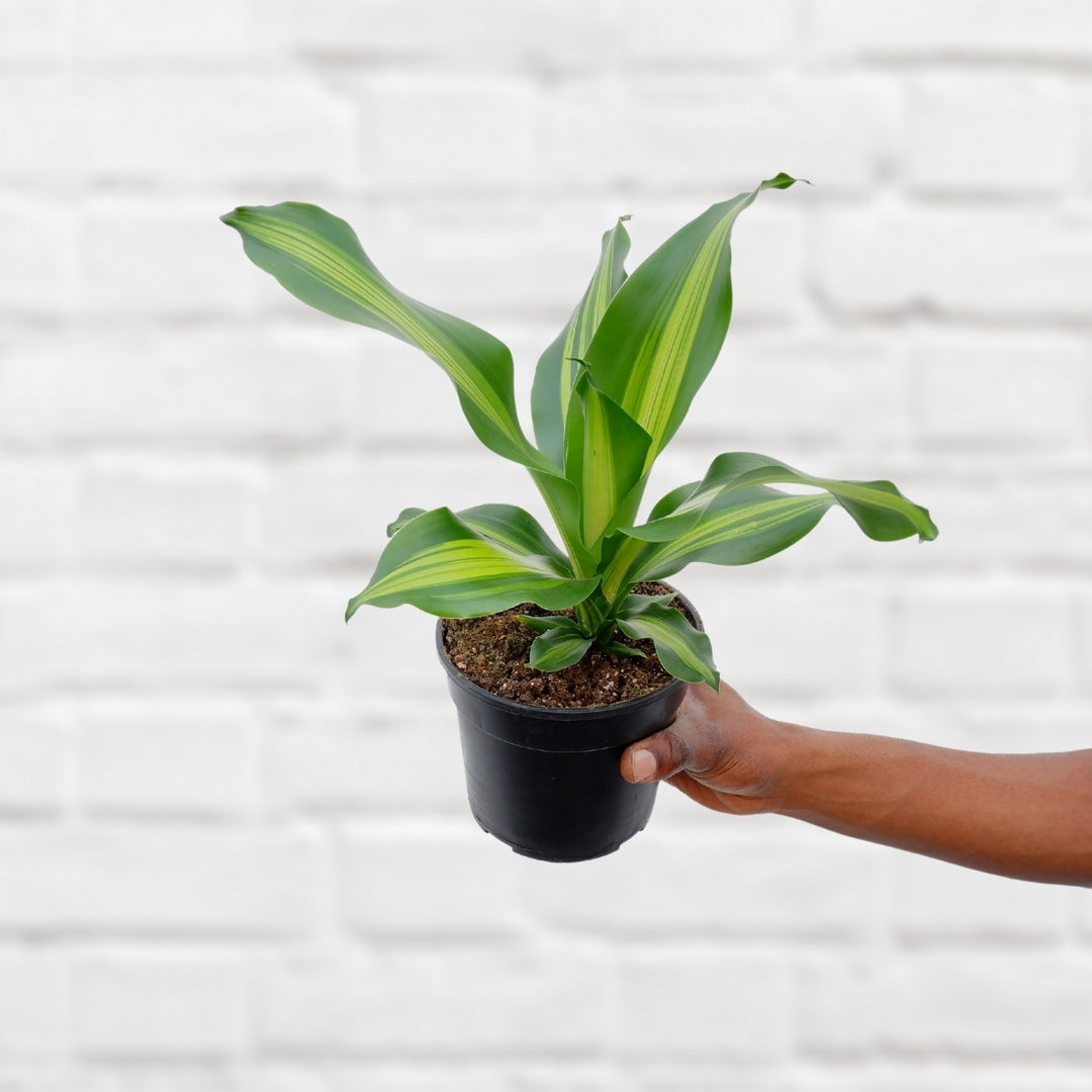 Dragon Tree - Burley - Shop Online!