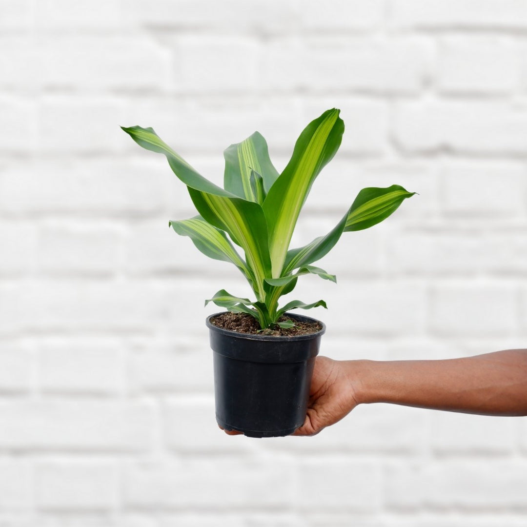 Dragon Tree - Burley - Shop Online!