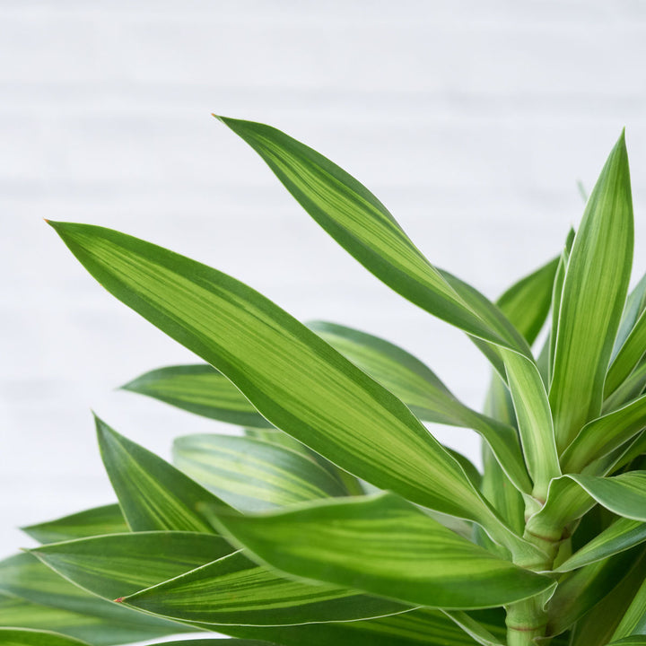 Dragon Tree - Song of Jamaica - Shop Online!