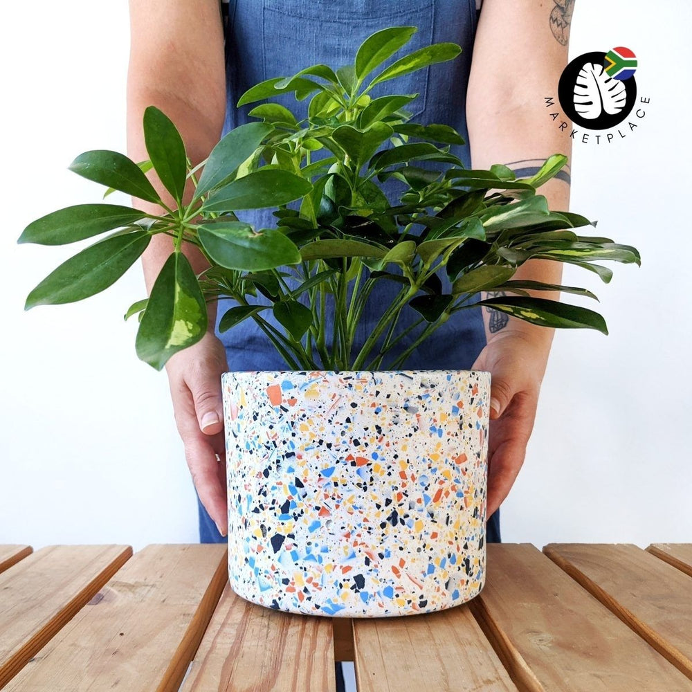 Terrazzo Pot - Dune - Shop Online!