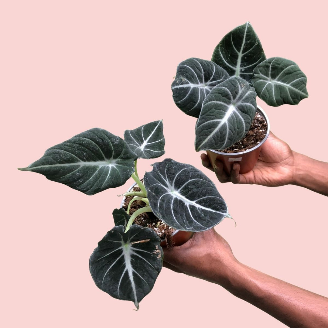 Elephant Ear - Black Velvet - Shop Online!