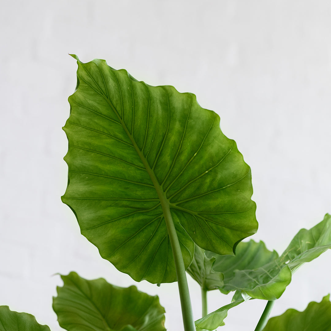 Elephants Ear - Macrorrhiza - Shop Online!