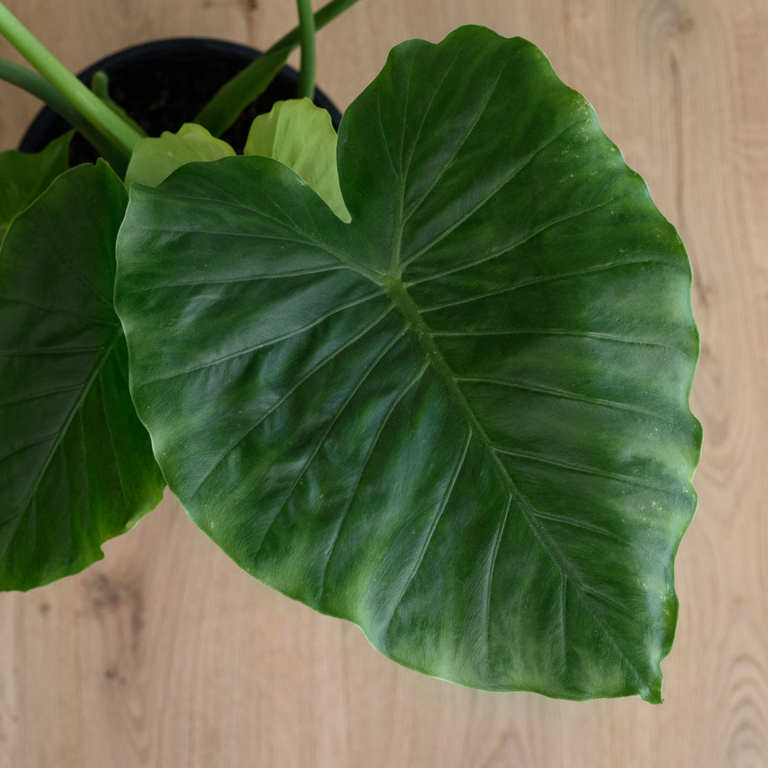 Elephants Ear - Macrorrhiza - Shop Online!