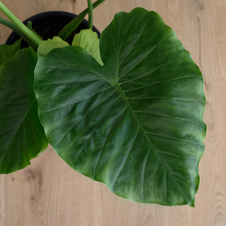 Elephants Ear - Macrorrhiza - Shop Online!