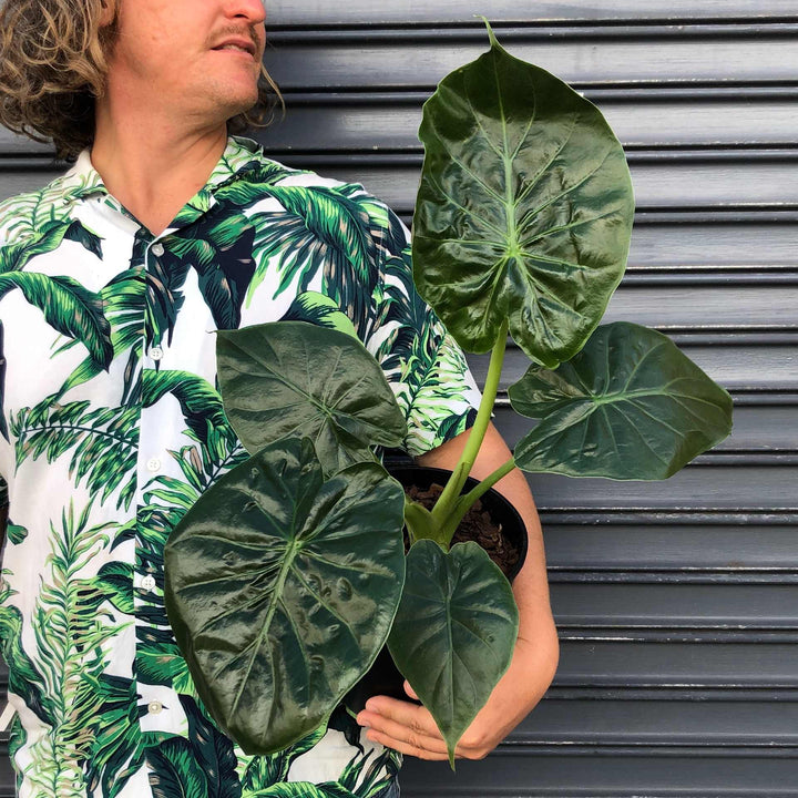 Elephants Ear - Rubra - Shop Online!