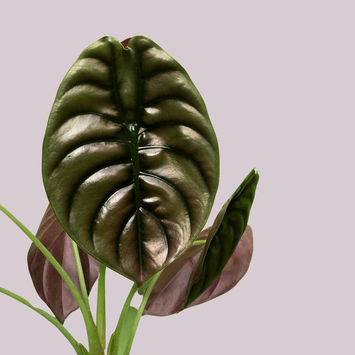 Elephant Ear - Red Secret - Shop Online!