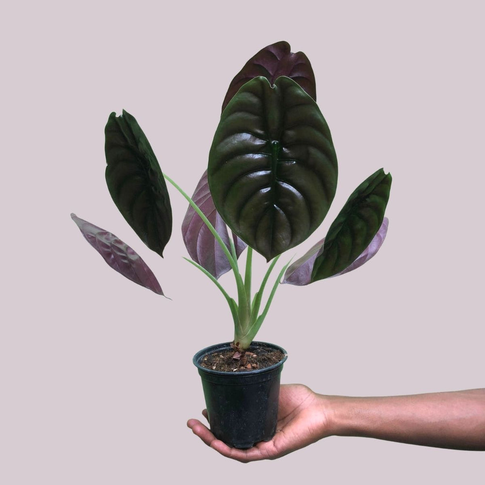 Elephant Ear - Red Secret - Shop Online!