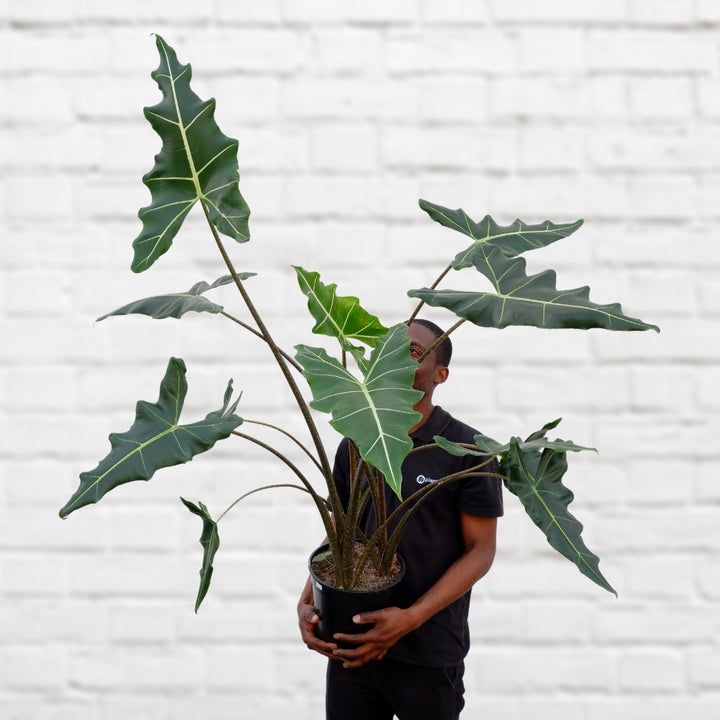 Elephant's Ear - Sarian - Shop Online!