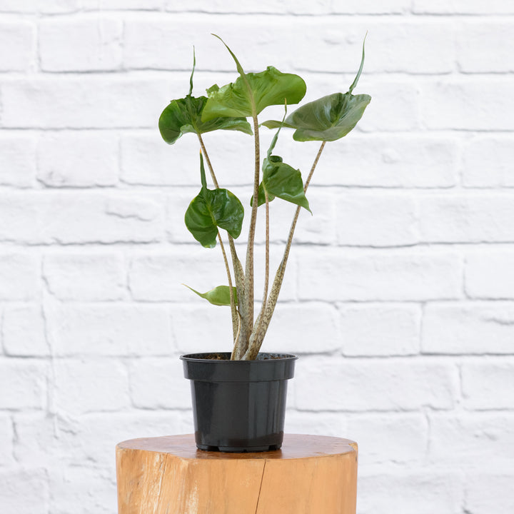 Elephants Ear - Stingray - Shop Online!