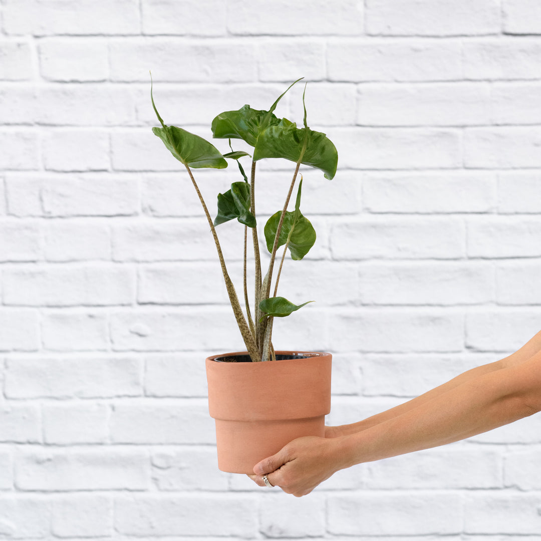 Elephants Ear - Stingray - Shop Online!