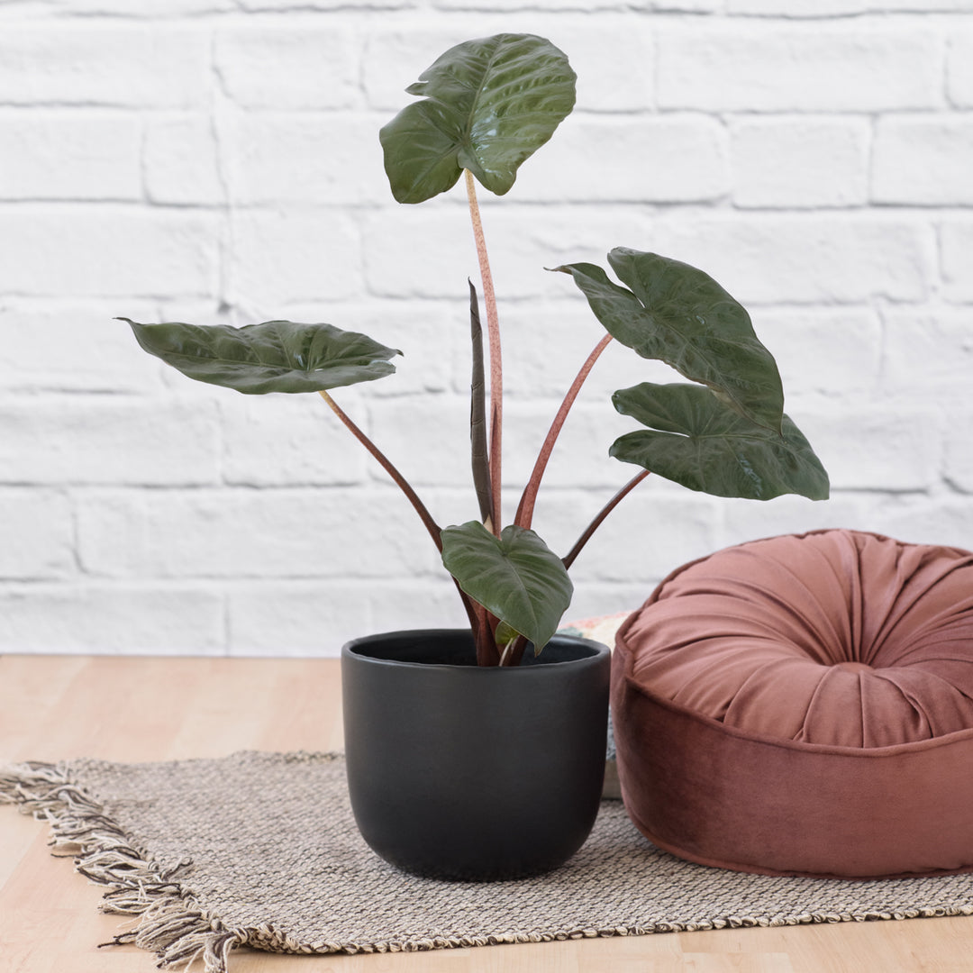 Elephant Ear - Yucatan Princess - Shop Online!