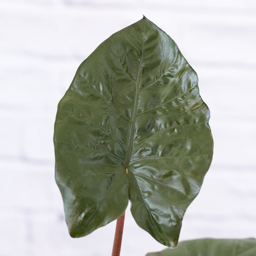 Elephant Ear - Yucatan Princess - Shop Online!