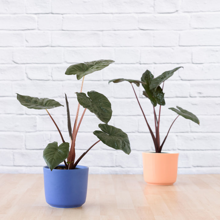 Elephant Ear - Yucatan Princess - Shop Online!