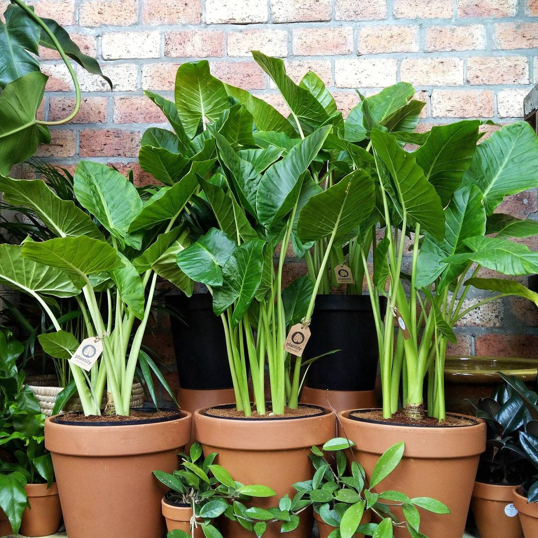 Elephants Ear - Macrorrhiza - Shop Online!