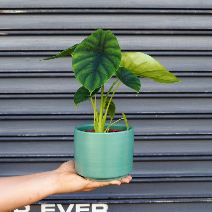 Elephants Ear - Green Shield - Shop Online!