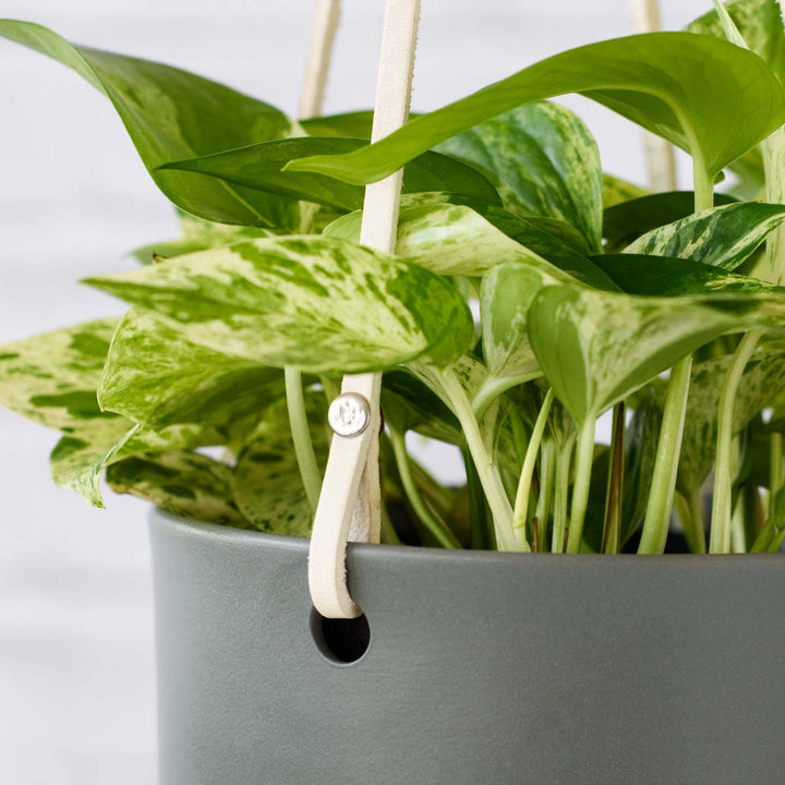 Emerson Leather Matte Hanging Pot - Shop Online!