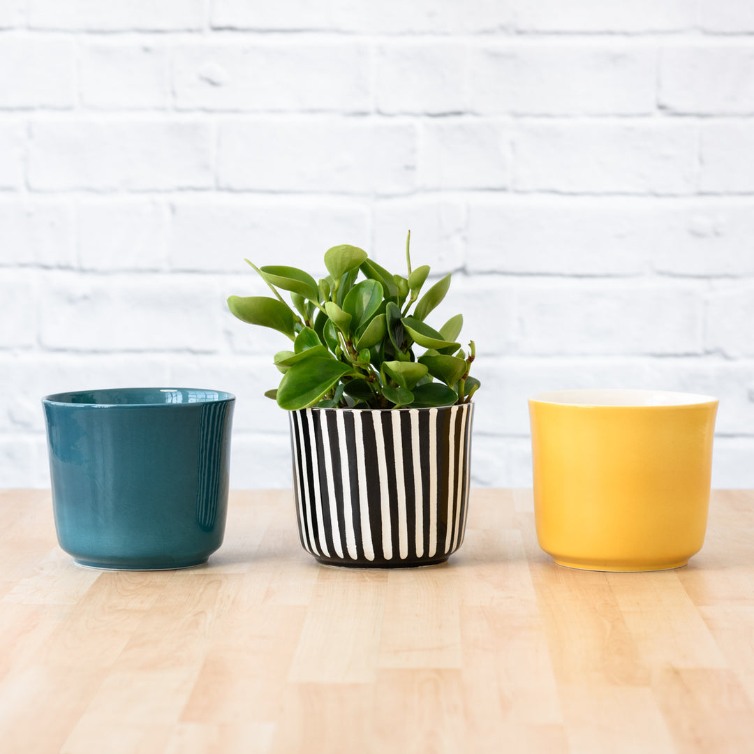 Emerson Pot - Bold - Shop Online!