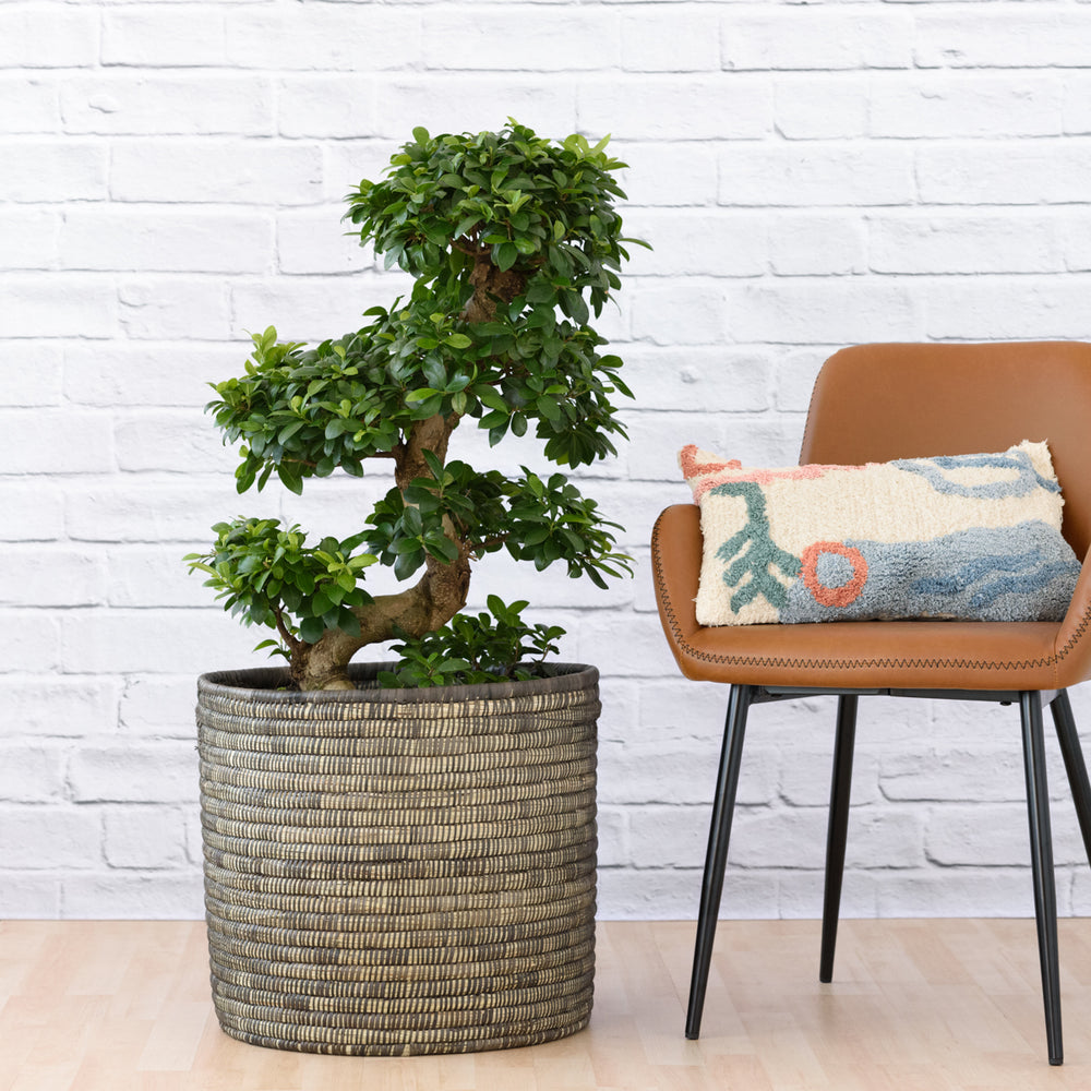 Ficus Ginseng - S-Shape - Shop Online!