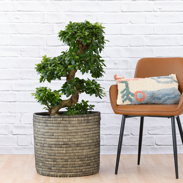 Ficus Ginseng - S-Shape - Shop Online!