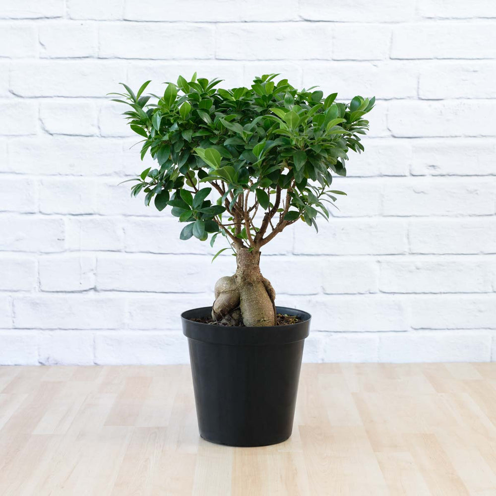 Ficus Ginseng - Shop Online!