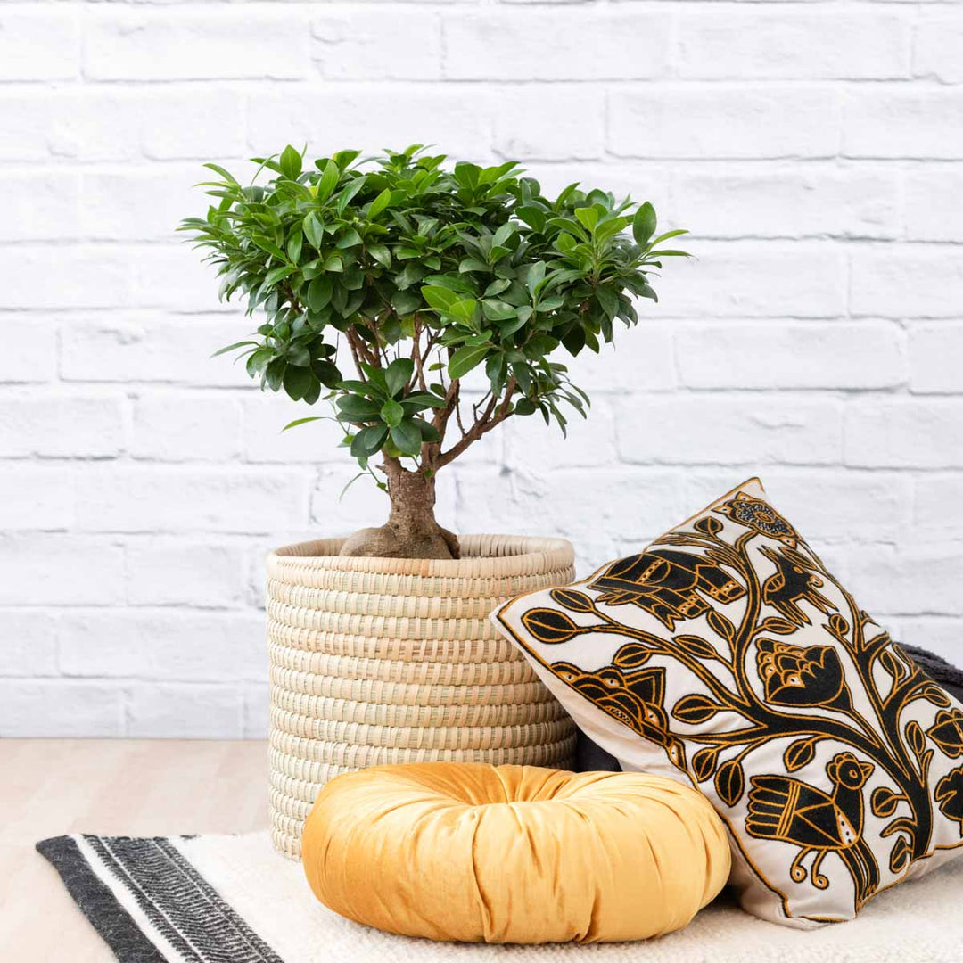 Ficus Ginseng - Shop Online!