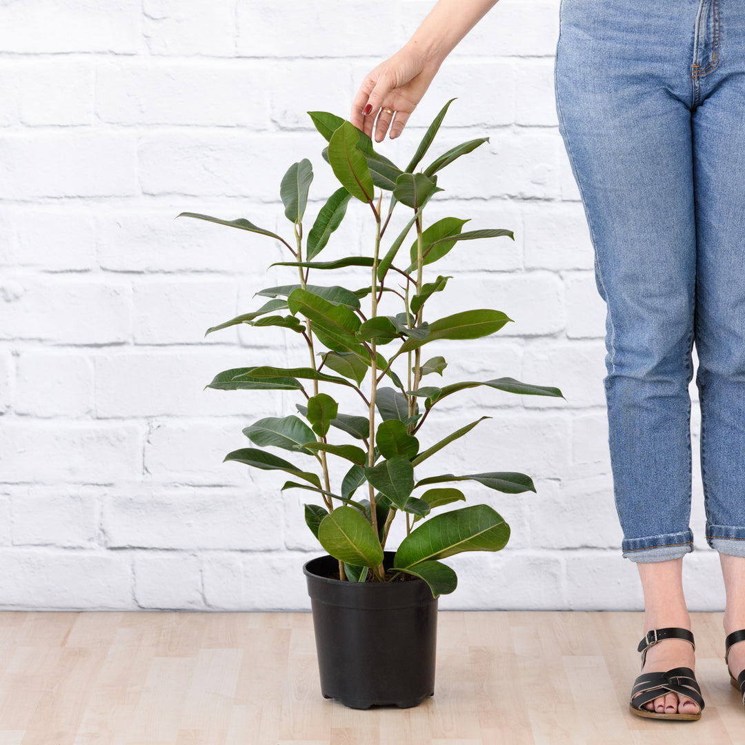 Treasure Tree - Shop Online!