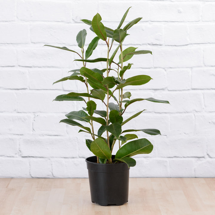 Treasure Tree - Shop Online!