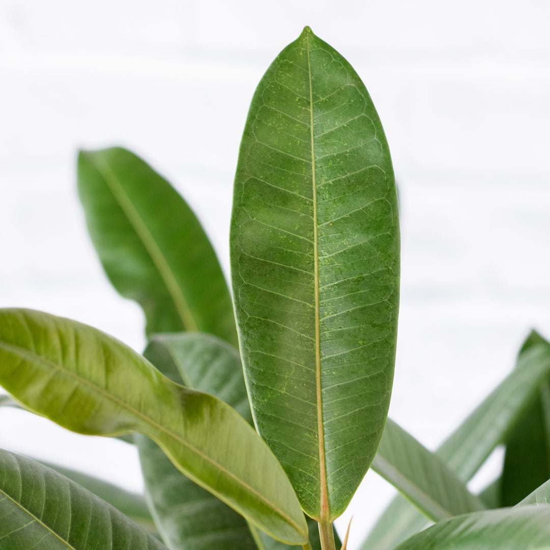 Treasure Tree - Shop Online!