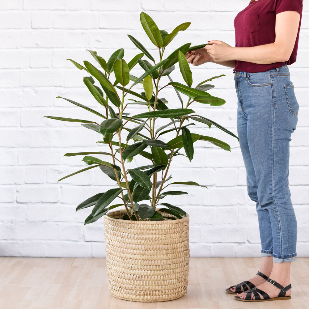 Treasure Tree - Shop Online!