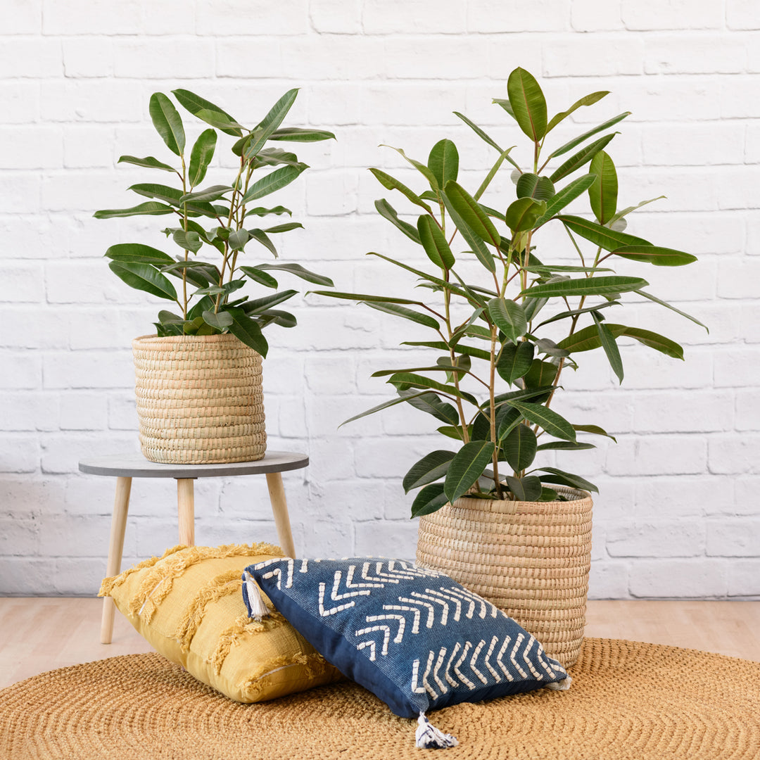 Treasure Tree - Shop Online!