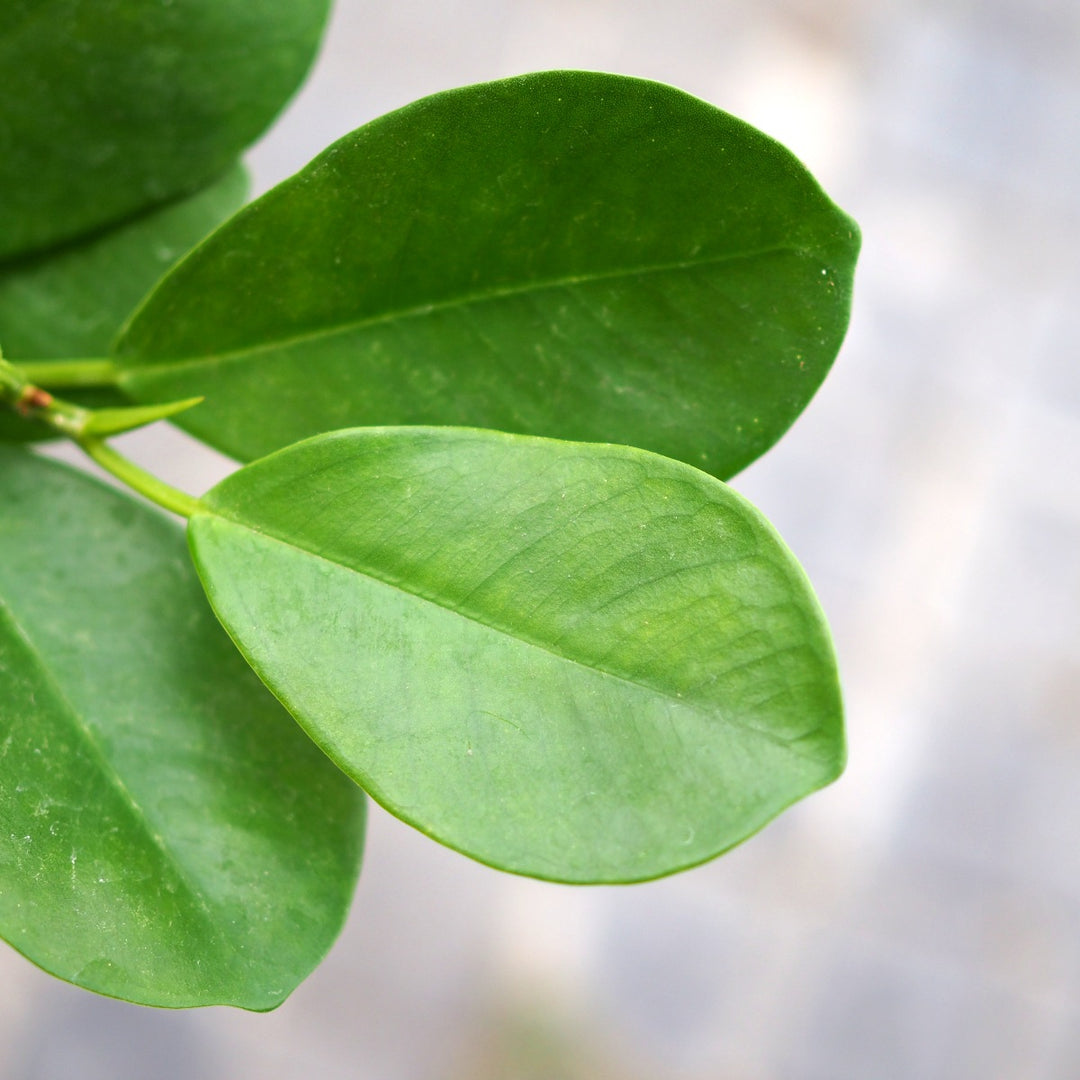 Ficus - Moclame - Shop Online!