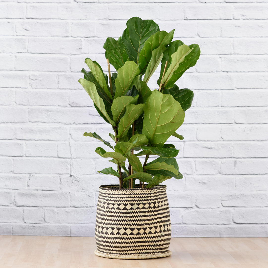 Fiddle Leaf Fig - 3 Stem - Shop Online!
