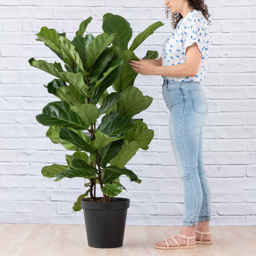 Fiddle Leaf Fig - 3 Stem - Extra Large - Shop Online!