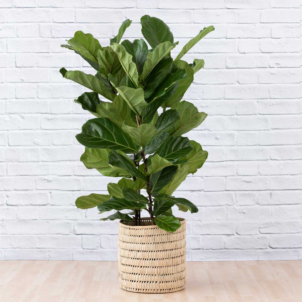 Fiddle Leaf Fig - 3 Stem - Shop Online!