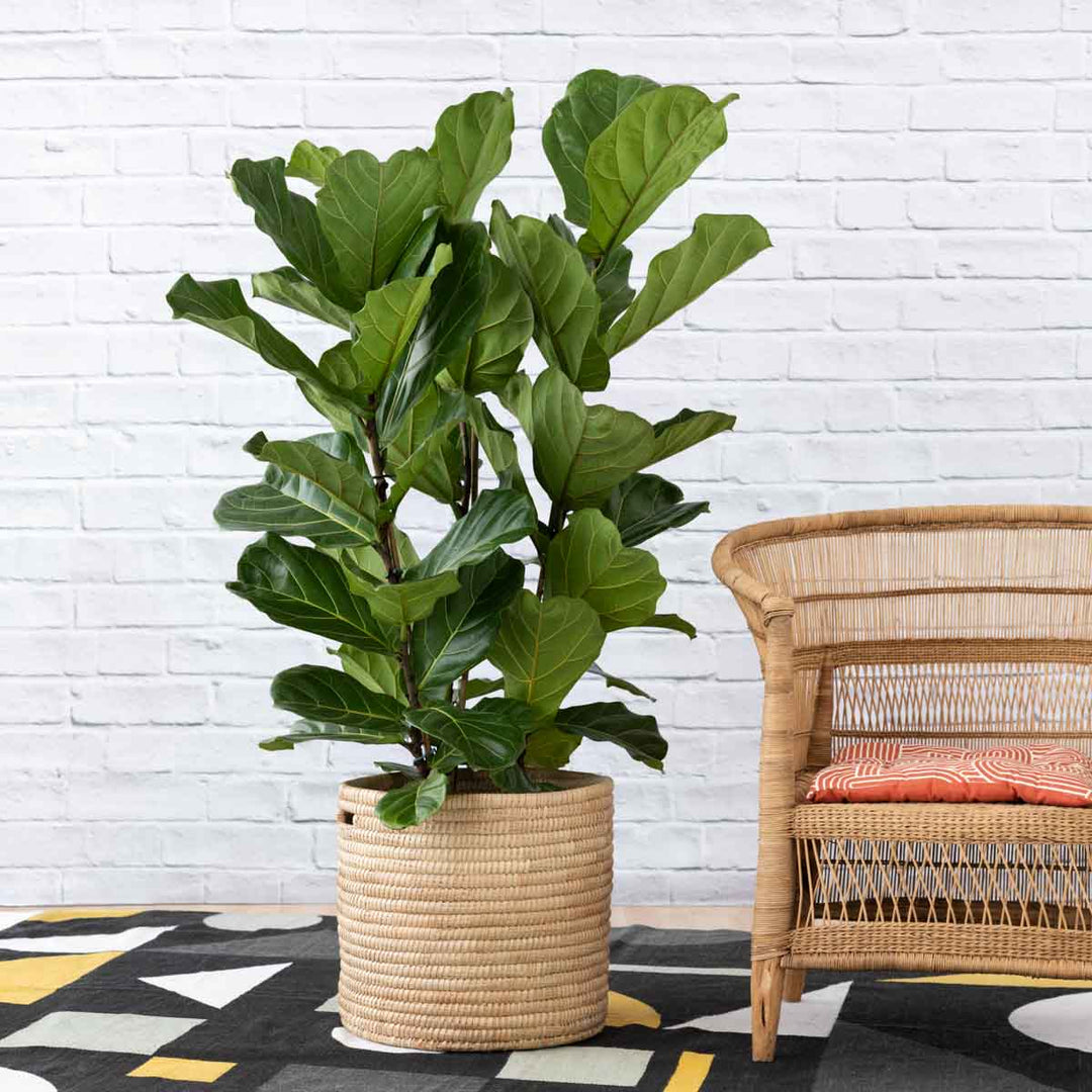 Fiddle Leaf Fig - 3 Stem - Extra Large - Shop Online!
