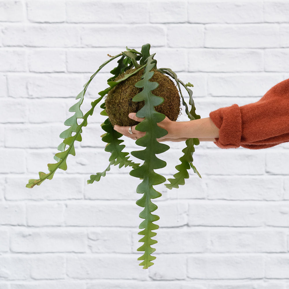 Fishbone Cactus Mossball - Shop Online!