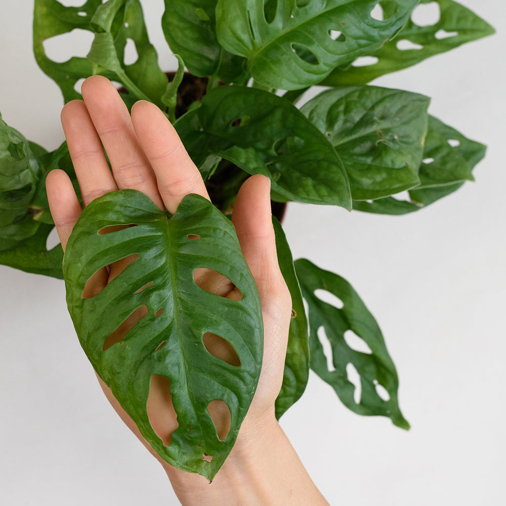 Swiss Cheese Plant - Shop Online!