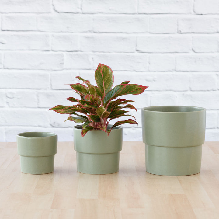 Flo Planter - Sage Green - Shop Online!