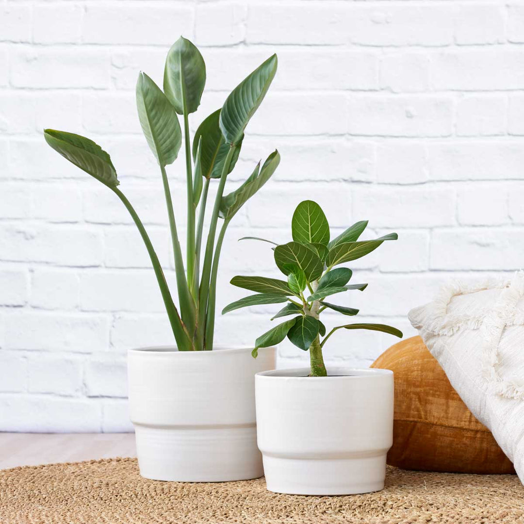 Flo Planter - Coconut Milk White - Shop Online!