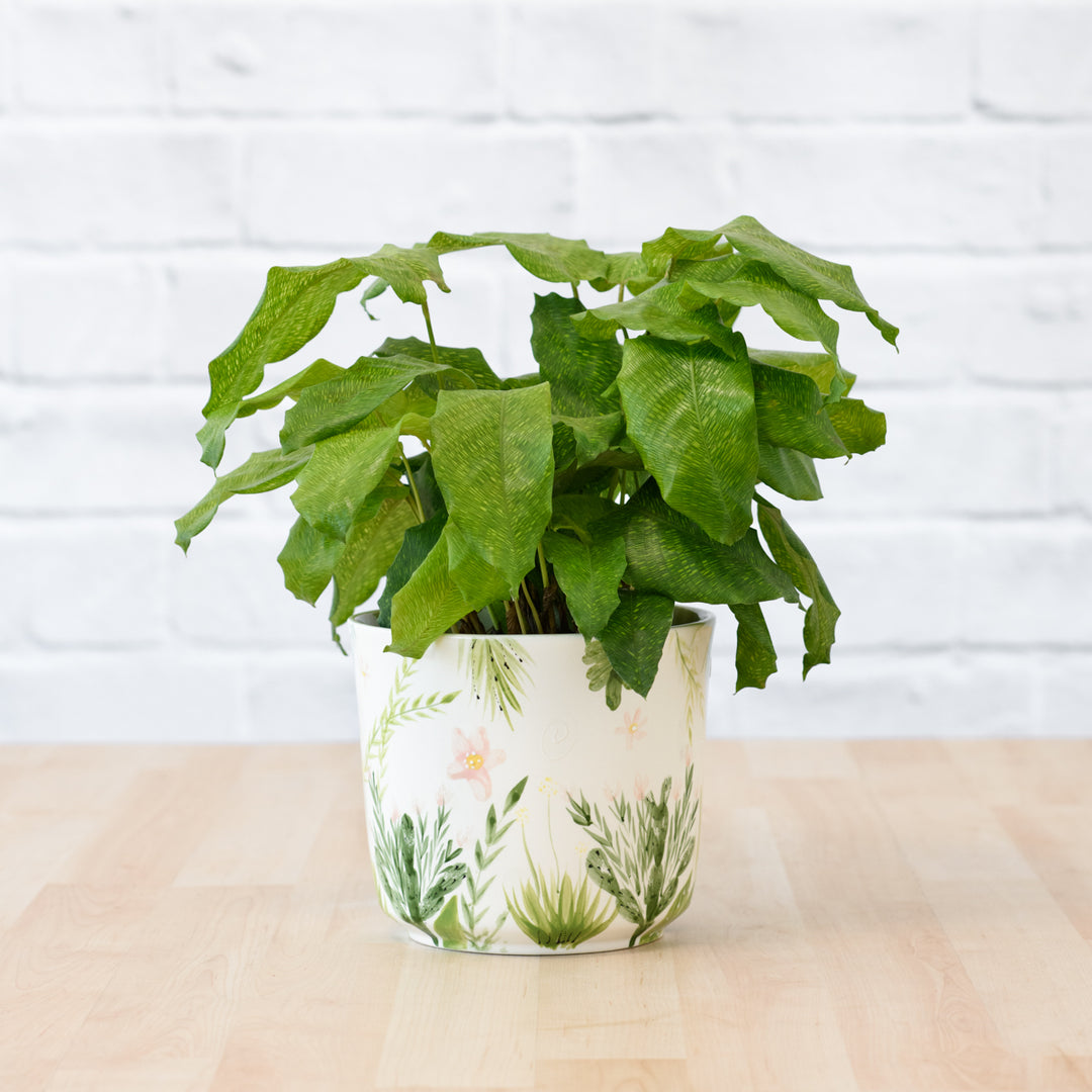 Network Calathea - Shop Online!