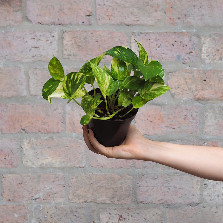 Golden Pothos - Shop Online!