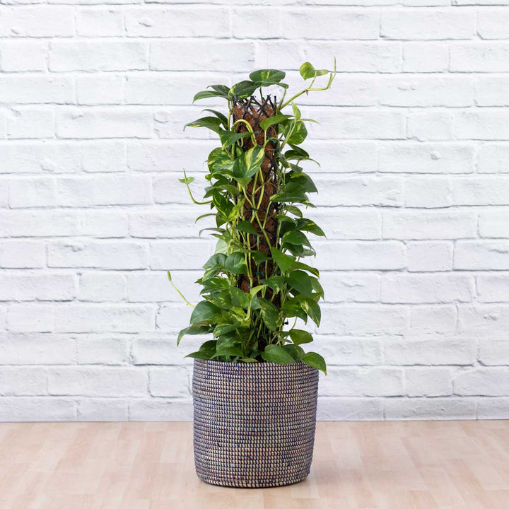 Golden Pothos - Mosspole - Shop Online!