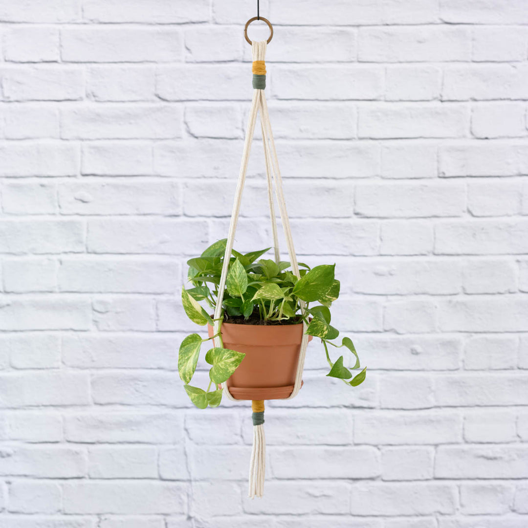 Golden Pothos - LARGE - Shop Online!